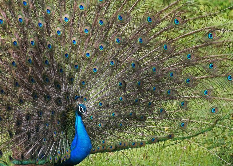 Top 5 Amazing Vivid Creatures on Earth