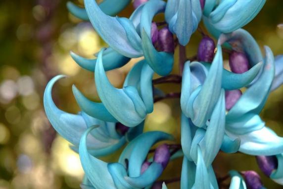 5 Extraordinary Flowers You Have Probably Never Seen