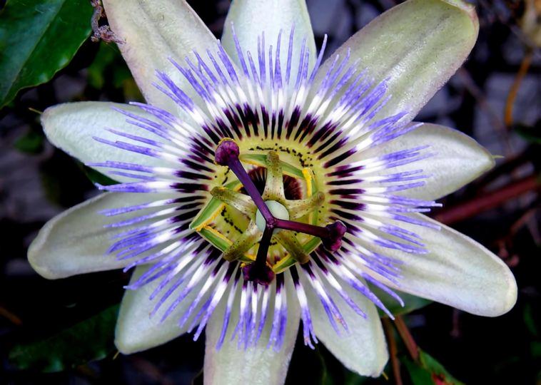 5 Extraordinary Flowers You Have Probably Never Seen 5 Extraordinary Flowers You Have Probably Never Seen