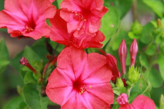 Magical Flowers that Smell as Good as they Look!