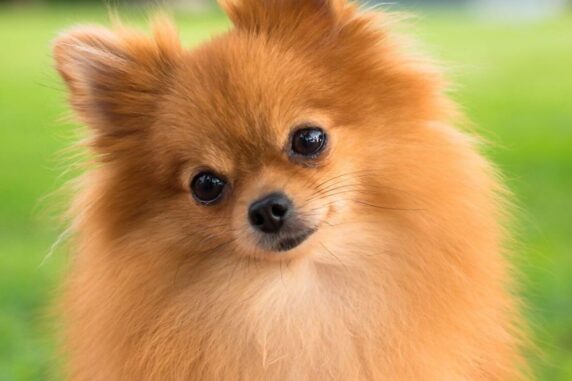 Meet the World’s 10 Most Adorably Fluffy Creatures