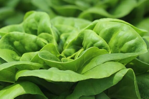 Unveiling the Best Lettuce Varieties to Enhance Your Salad Experience