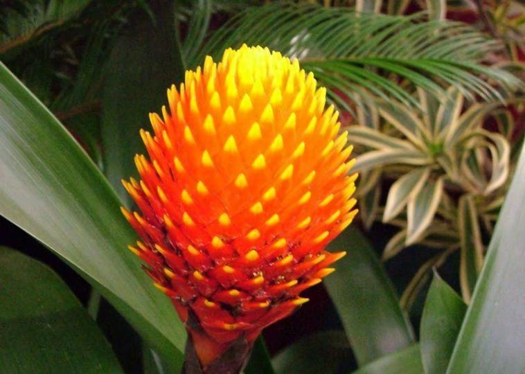 5 Of The World's Most Unusual Plants - TFL